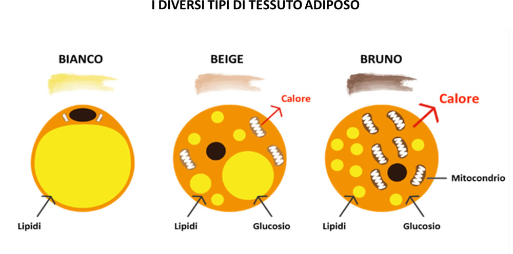 grasso bruno