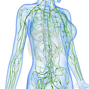 sistema linfatico cellulite liquidi
