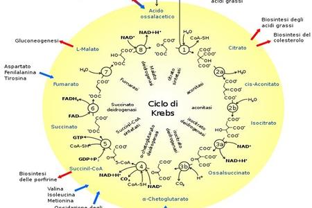 ciclo di krebs cosa mangiare a colazione