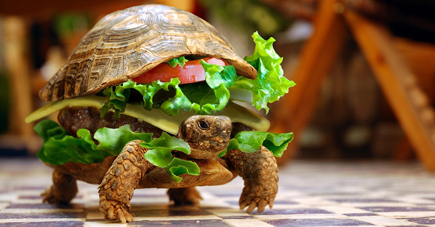 dieta rapida