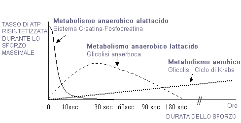 metabolismo-aereobico-e-anaerobico