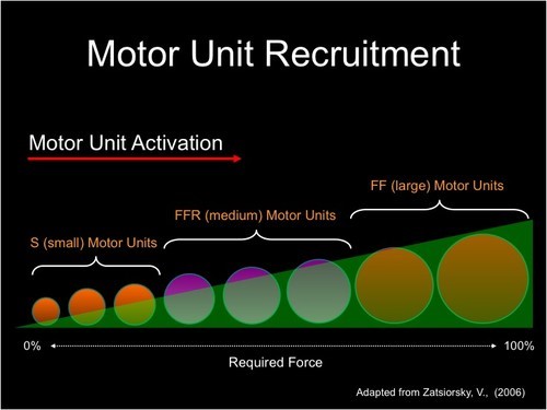 reclutamento-unita-motorie