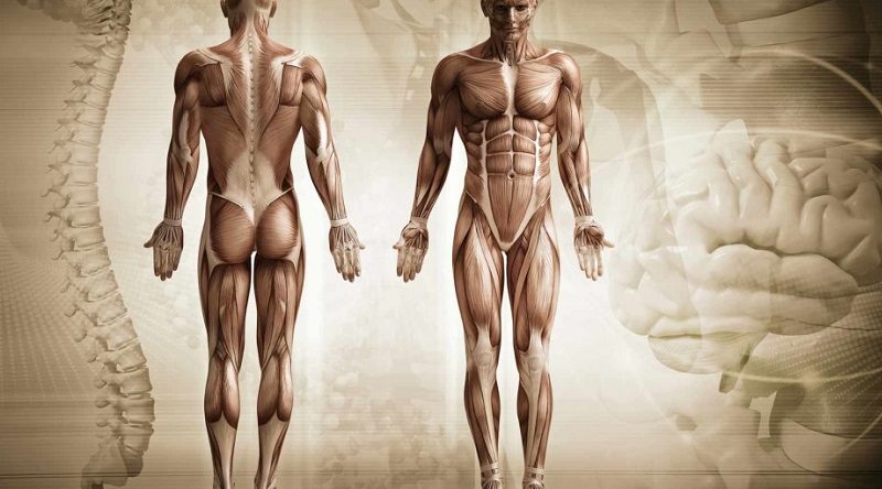 muscoli corpo umano anatomia umana