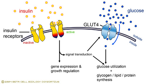 glut4 insulina glucosio