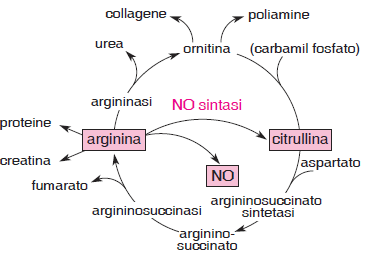 ciclo urea