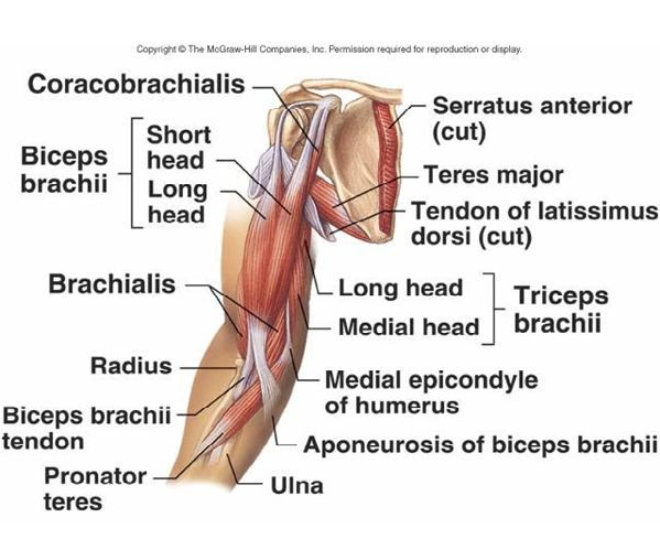 allenamento bicipiti