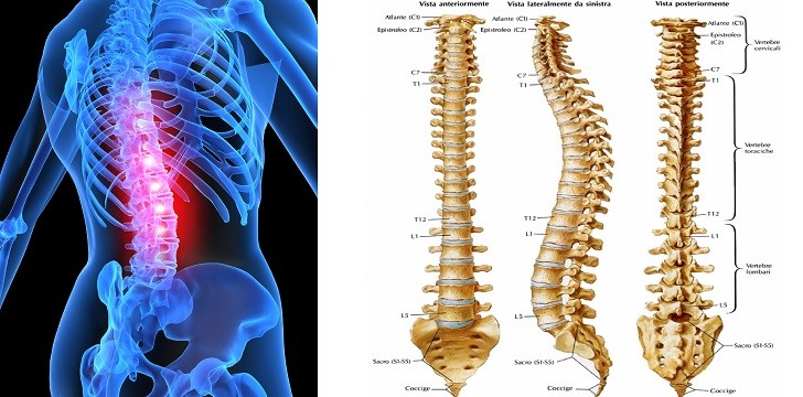rachide colonna vertebrale