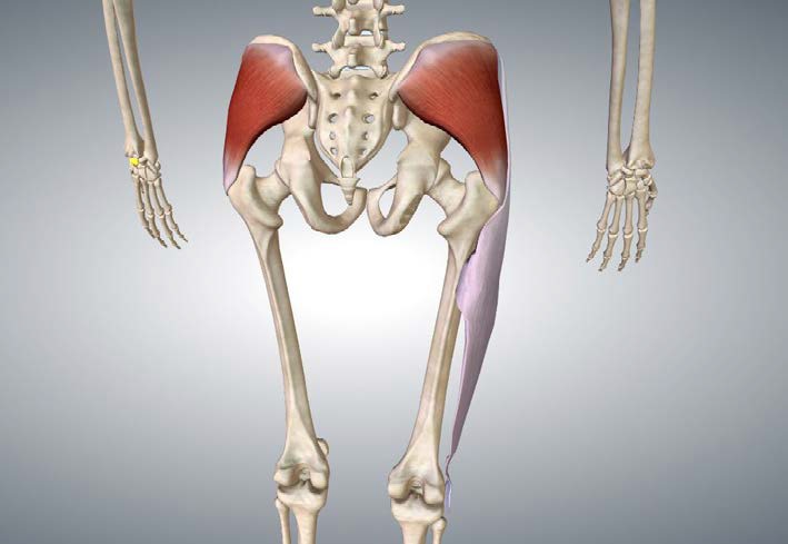 Anatomia del medio gluteo